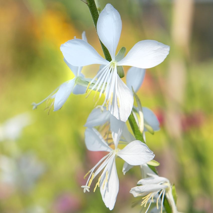 Prachtkerze 'Cool Breeze' in der Gruppe Samen / Einjährige Blumen bei Impecta Fröhandel (89042)