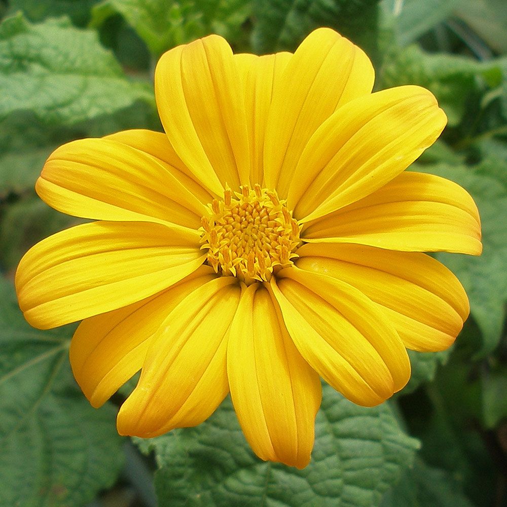 Mexikanische Sonnenblume 'Yellow Torch' in der Gruppe Samen / Einjährige Blumen bei Impecta Fröhandel (8906)