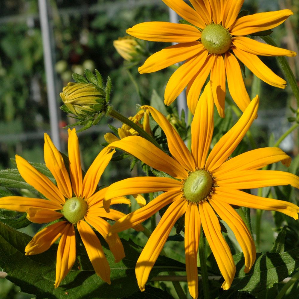 Sonnenhut 'Prairie Green Eyes' in der Gruppe Samen / Einjährige Blumen bei Impecta Fröhandel (8909)