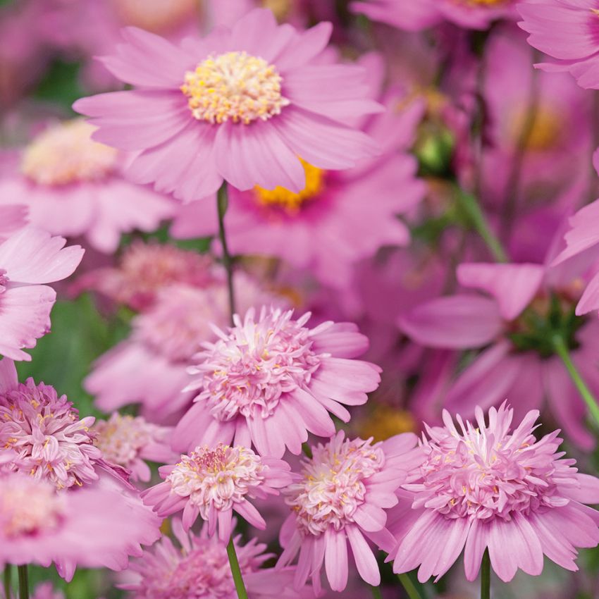 Schmuckkörbchen 'Popsocks Pink' in der Gruppe Samen / Einjährige Blumen bei Impecta Fröhandel (89100)