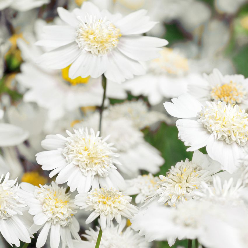 Schmuckkörbchen 'Popsocks White' in der Gruppe Samen / Einjährige Blumen bei Impecta Fröhandel (89101)