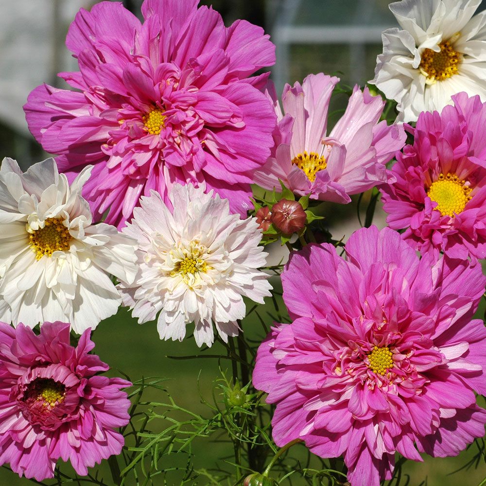 Schmuckkörbchen 'Double Click' in der Gruppe Samen / Einjährige Blumen bei Impecta Fröhandel (8913)