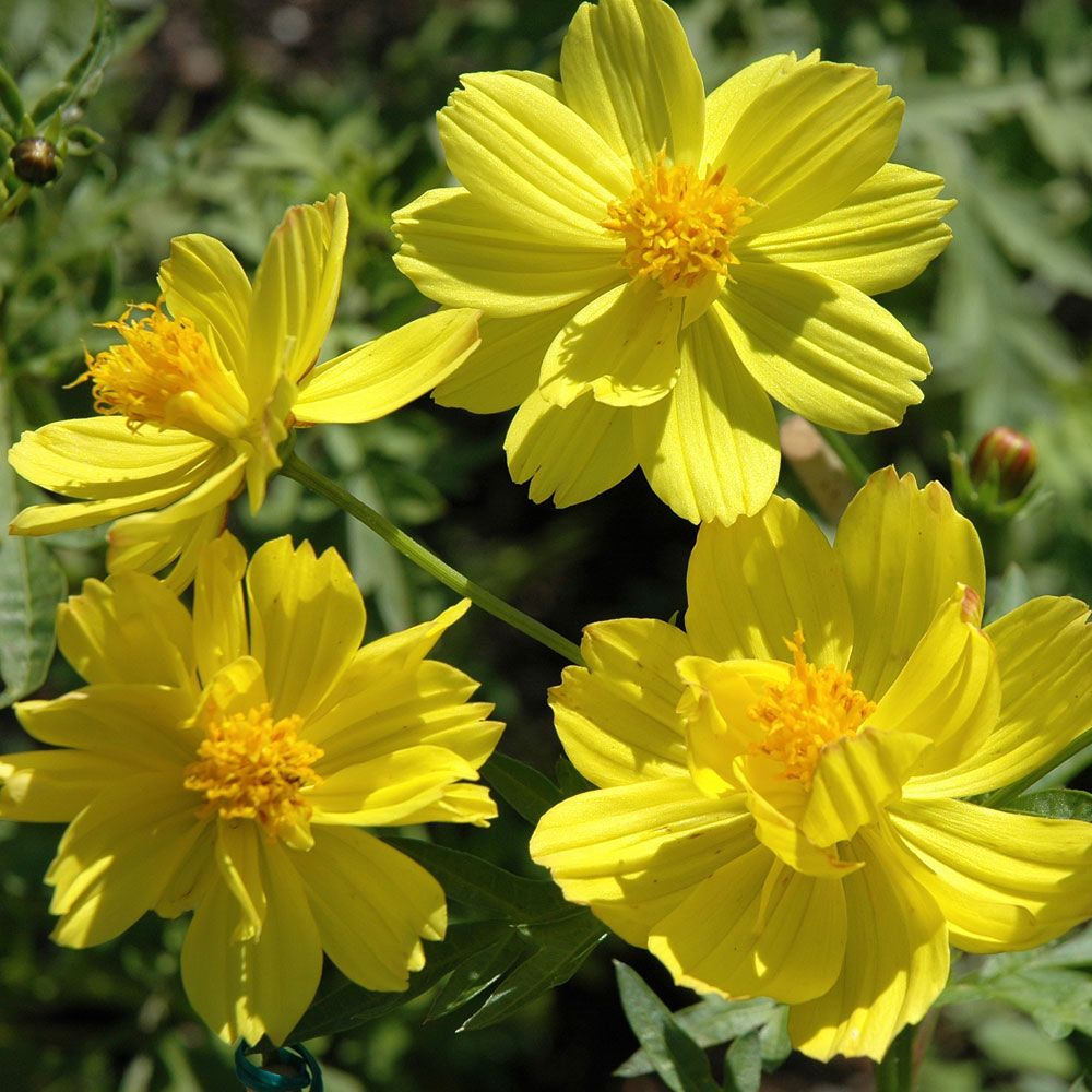 Gelbes Schmuckkörbchen 'Sunny Lemon' in der Gruppe Samen / Einjährige Blumen bei Impecta Fröhandel (8914)