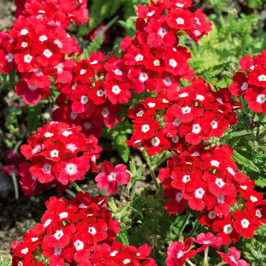 Verbene 'Quartz XP Red with Eye' in der Gruppe Samen / Einjährige Blumen bei Impecta Fröhandel (8917)