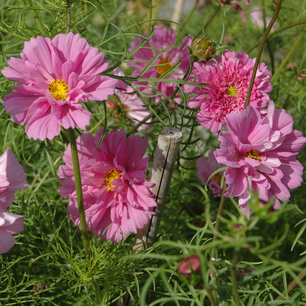 Schmuckkörbchen 'Double Click Rose Bonbon' in der Gruppe Samen / Einjährige Blumen bei Impecta Fröhandel (8921)