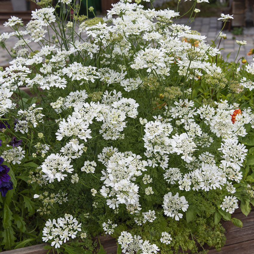 Strahlen-Breitsame 'White Lace' in der Gruppe Samen / Einjährige Blumen bei Impecta Fröhandel (89230)