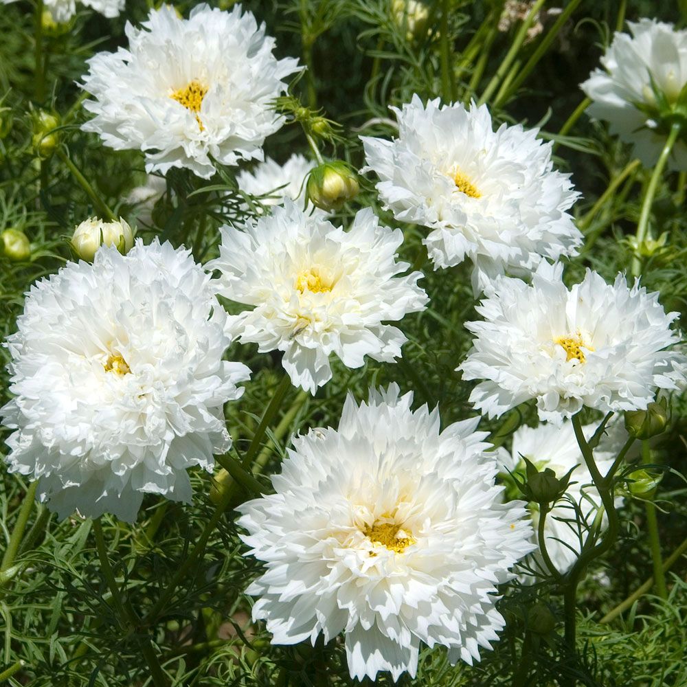 Schmuckkörbchen 'Double Click Snow Puff' in der Gruppe Samen / Einjährige Blumen bei Impecta Fröhandel (8926)