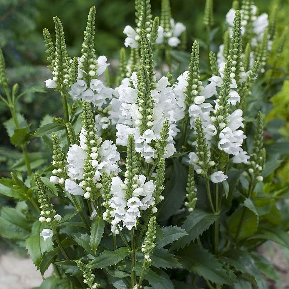 Gelenkblume 'Crystal Peak White' in der Gruppe Samen / Einjährige Blumen bei Impecta Fröhandel (8927)