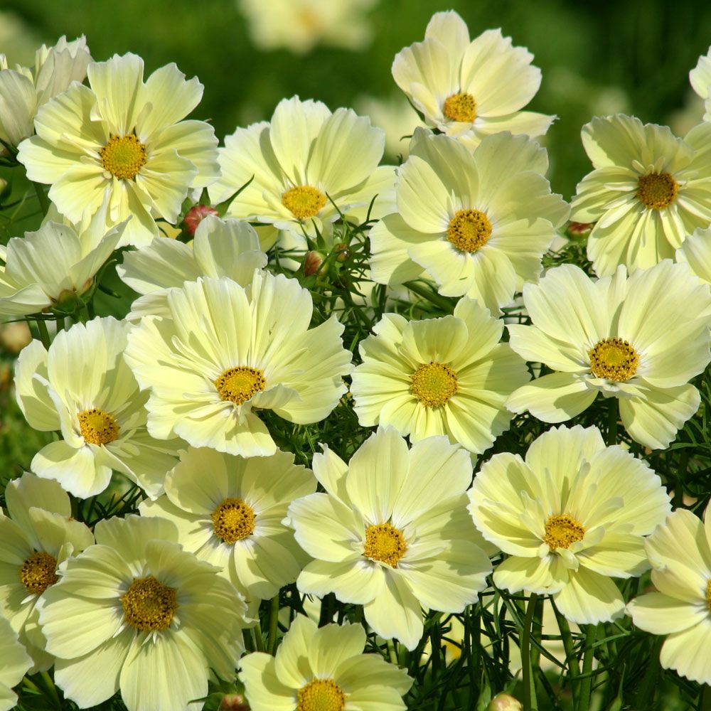 Schmuckkörbchen 'Xanthos' in der Gruppe Samen / Einjährige Blumen bei Impecta Fröhandel (89322)