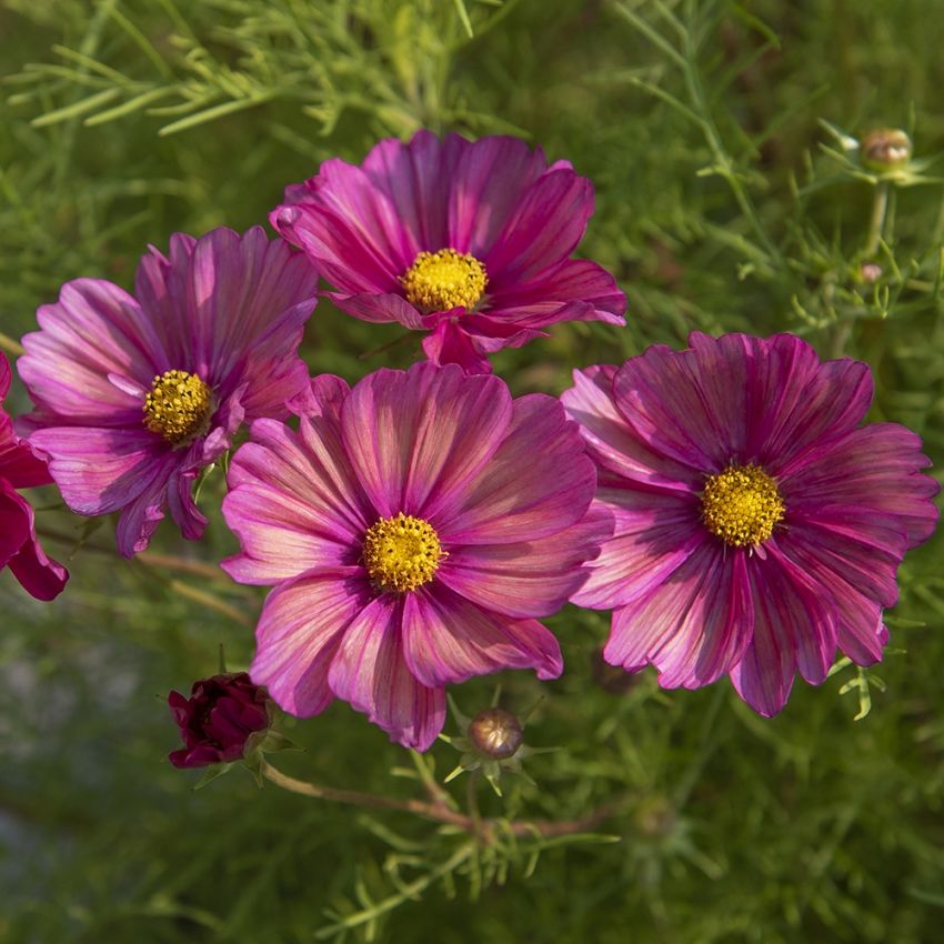 Schmuckkörbchen 'Xsenia' in der Gruppe Samen / Einjährige Blumen bei Impecta Fröhandel (89323)