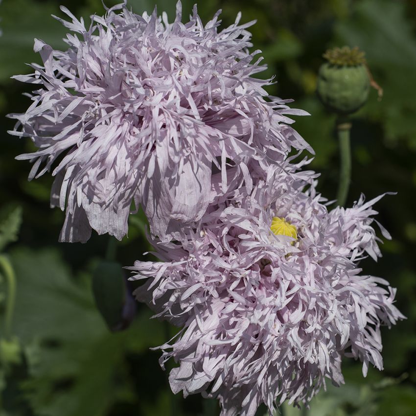 Gefranster Schlafmohn 'Lilac Pompom' in der Gruppe Samen / Einjährige Blumen bei Impecta Fröhandel (8942)