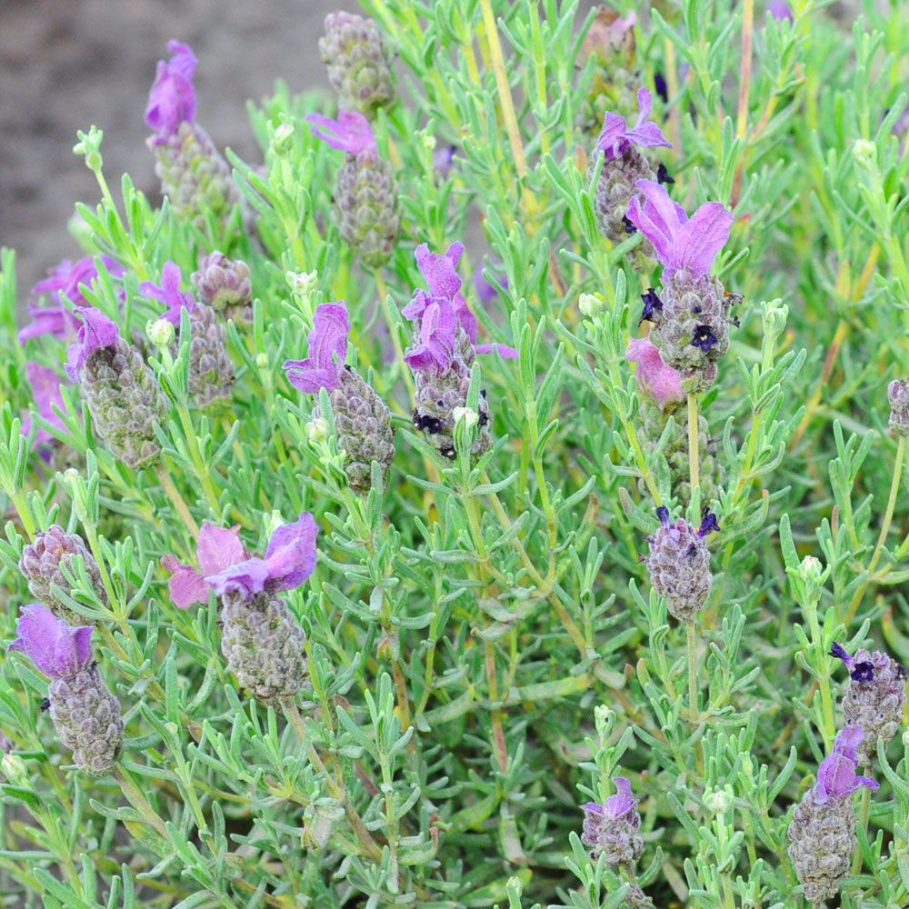 Schopf-Lavendel 'Bandera Purple' in der Gruppe Samen / Einjährige Blumen bei Impecta Fröhandel (89530)