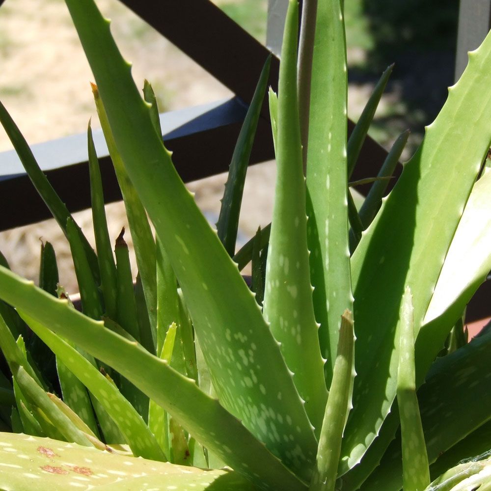 Aloe in der Gruppe Samen / Mehrjährige Topfpflanzen bei Impecta Fröhandel (900)