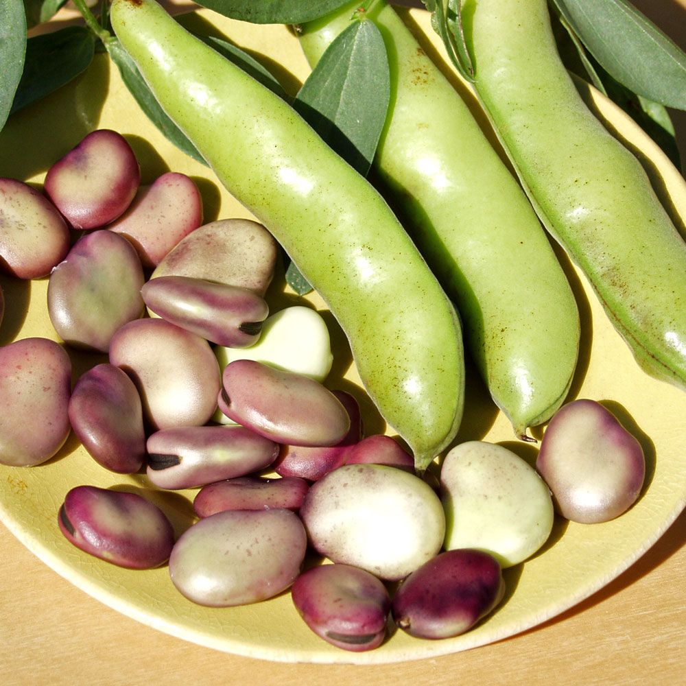 Dicke Bohne 'Extra precoce a grano violetto' in der Gruppe Samen / Gemüse bei Impecta Fröhandel (9012)