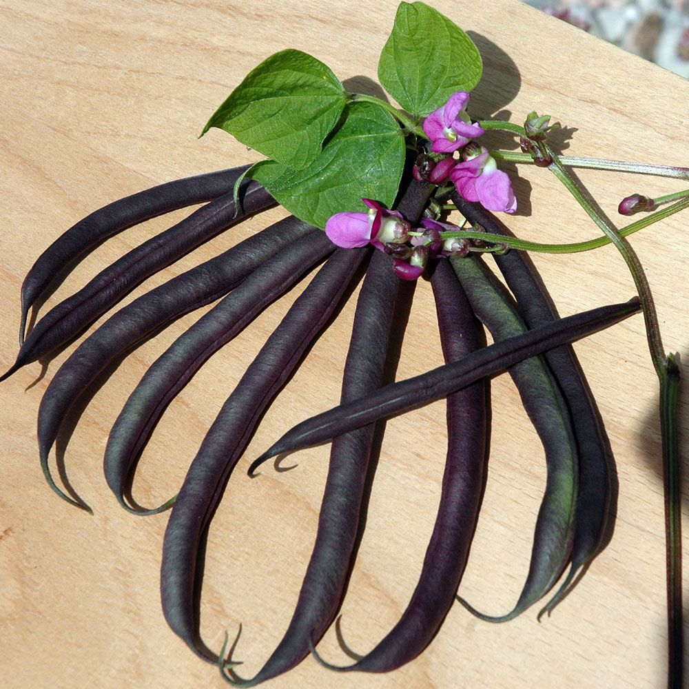 Buschbohne 'Purple Teepee' in der Gruppe Samen / Gemüse bei Impecta Fröhandel (9040)