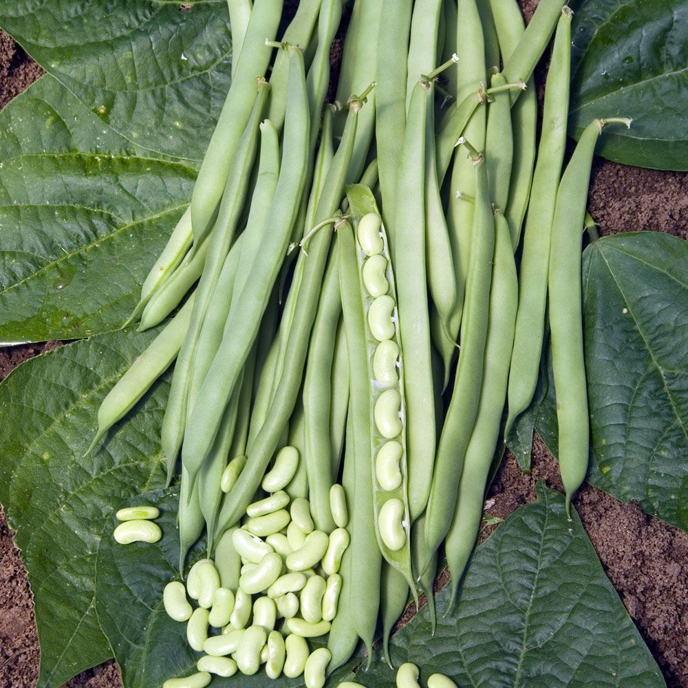 Flageoletbohne 'Flajoly' in der Gruppe Samen / Gemüse bei Impecta Fröhandel (90621)