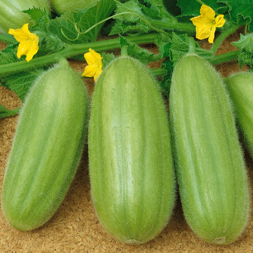 Gurke Melone 'Carosello' in der Gruppe Samen / Gemüse bei Impecta Fröhandel (9123)