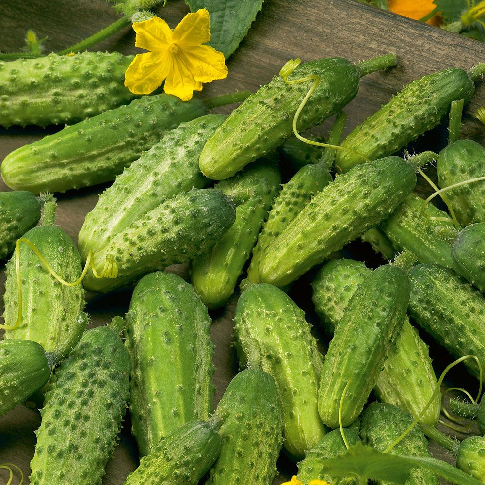 Einlegegurke 'Vert petit de Paris' in der Gruppe Samen / Gemüse bei Impecta Fröhandel (9140)