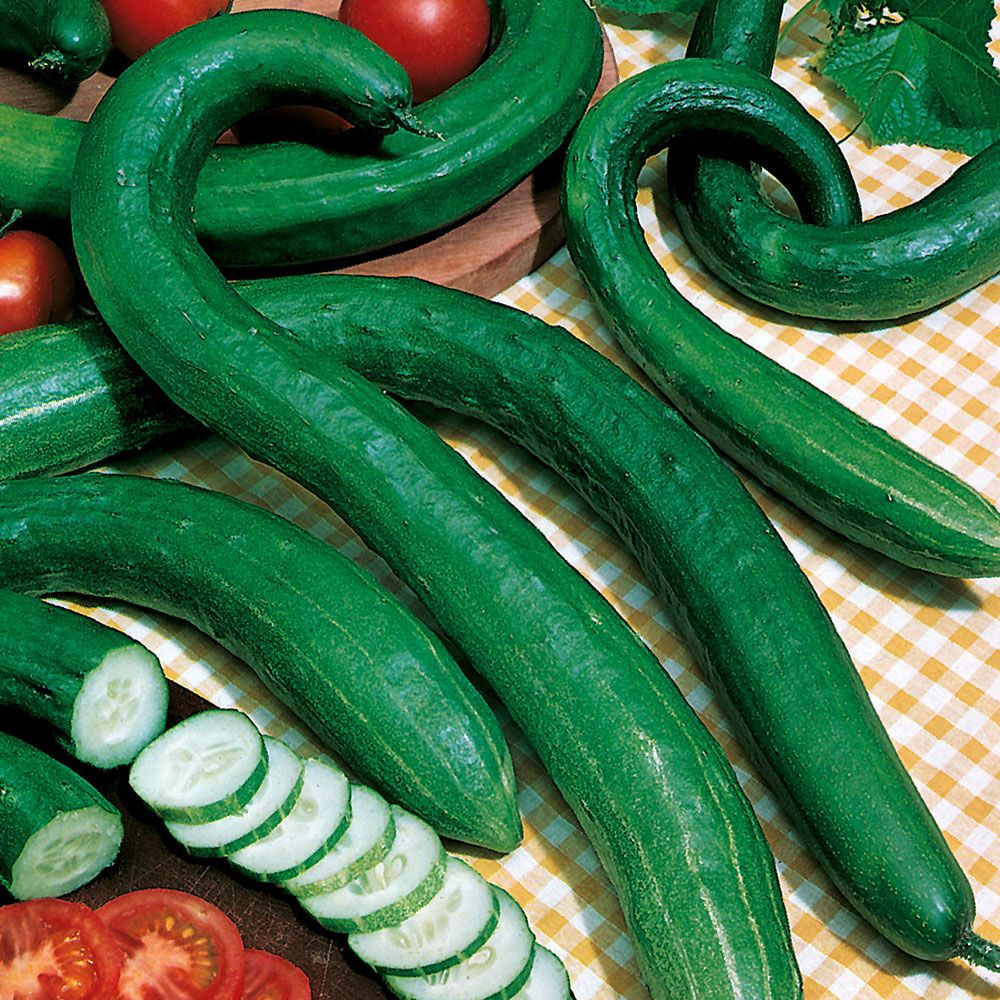 Schlangengurke 'Longo da China' in der Gruppe Samen / Gemüse bei Impecta Fröhandel (9156)