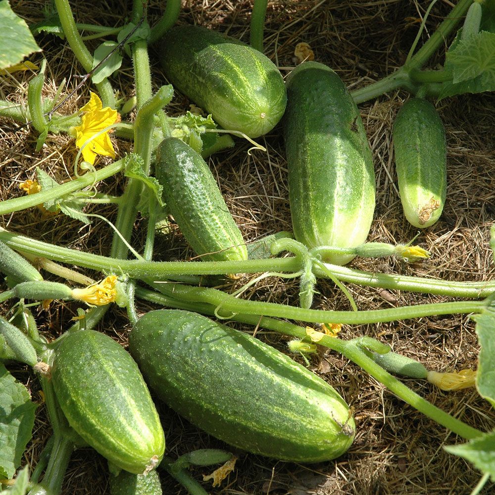 Einlegegurke 'Partner' in der Gruppe Samen / Gemüse bei Impecta Fröhandel (9158)