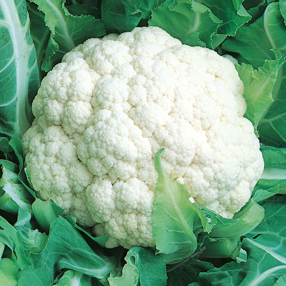 Blumenkohl 'Bola de Neve' in der Gruppe Samen / Gemüse bei Impecta Fröhandel (9160)