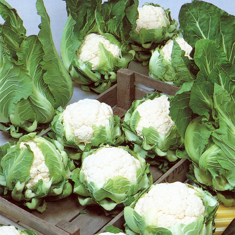 Blumenkohl 'Igloo' in der Gruppe Samen / Gemüse bei Impecta Fröhandel (9161)