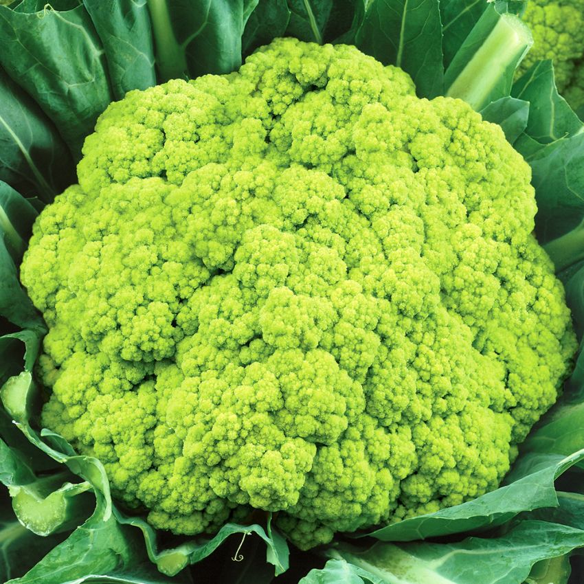 Blumenkohl 'Yellow Green Macerata' in der Gruppe Samen / Gemüse bei Impecta Fröhandel (9162)
