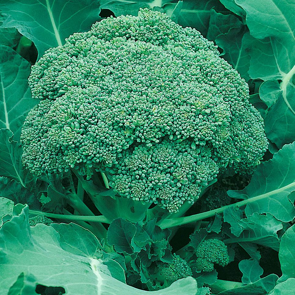 Brokkoli 'Ramoso Calabrese' in der Gruppe Samen / Gemüse bei Impecta Fröhandel (9180)