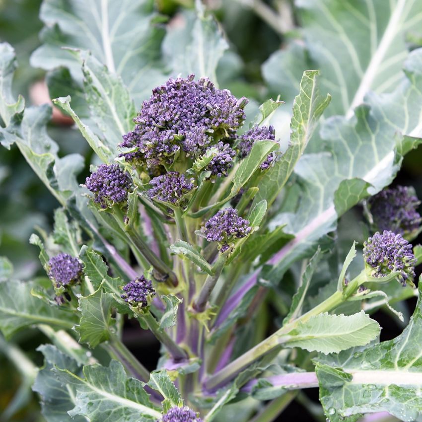 Brokkoli 'Summer Purple' in der Gruppe Samen / Gemüse bei Impecta Fröhandel (91825)