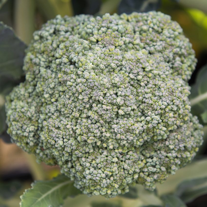 Brokkoli 'Limba' in der Gruppe Samen / Gemüse bei Impecta Fröhandel (91830)