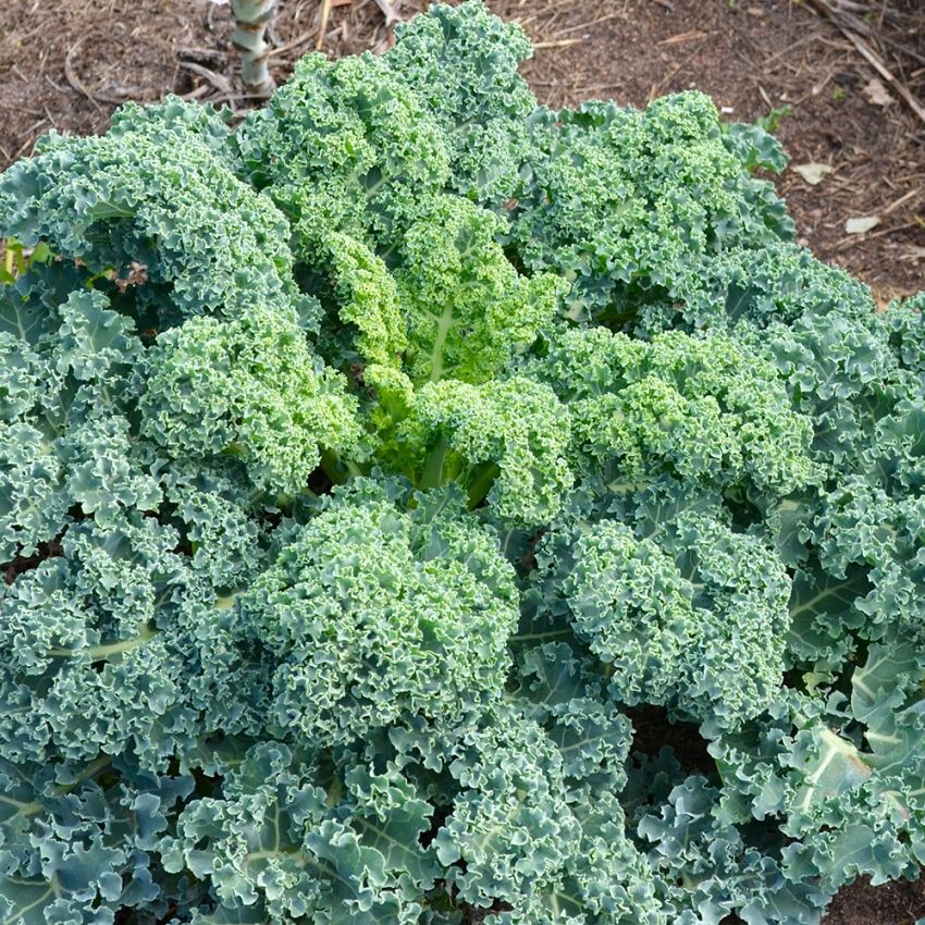 Grünkohl 'Dwarf Green Curled' in der Gruppe Samen / Gemüse bei Impecta Fröhandel (9200)