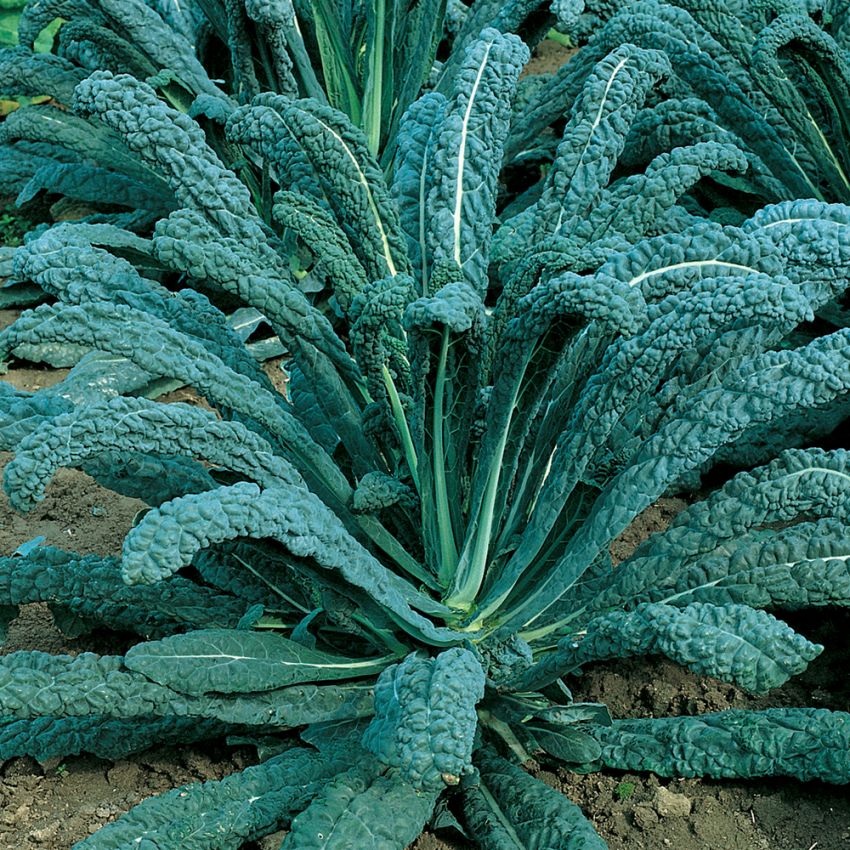 Palmkohl 'Nero di Toscana' in der Gruppe Samen / Gemüse bei Impecta Fröhandel (9202)
