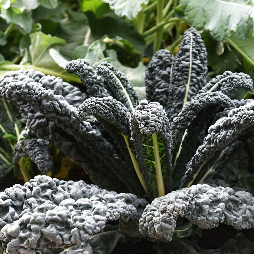 Palmkohl F1 'Yurok' in der Gruppe Samen / Gemüse bei Impecta Fröhandel (92021)