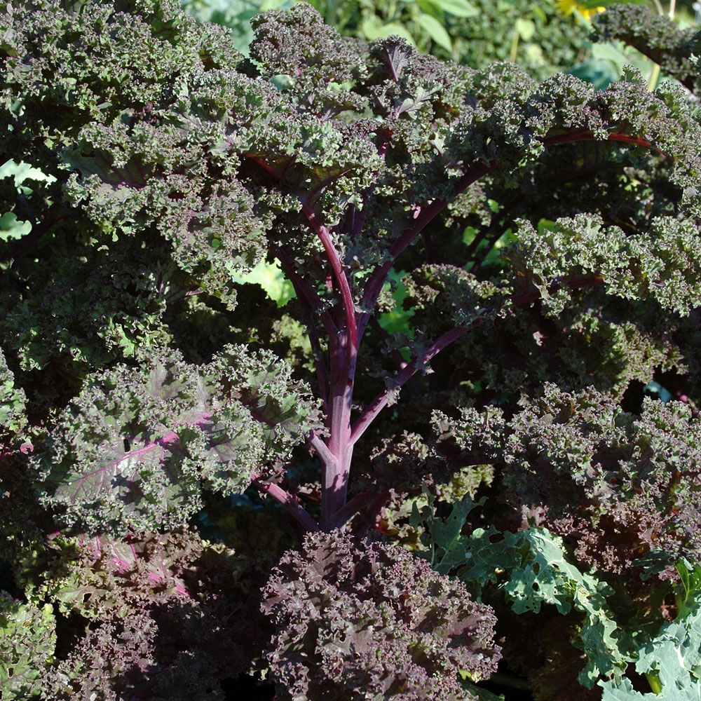 Grünkohl F1 'Redbor'  in der Gruppe Samen / Gemüse bei Impecta Fröhandel (9204)