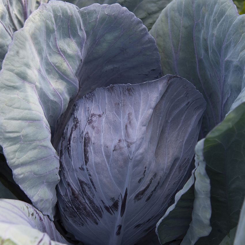Rotkohl F1 'Buscaro' in der Gruppe Samen / Gemüse bei Impecta Fröhandel (92602)