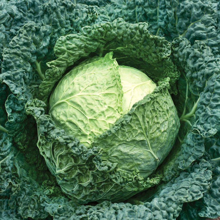 Wirsingkohl 'Vertus 2' in der Gruppe Samen / Gemüse bei Impecta Fröhandel (9265)