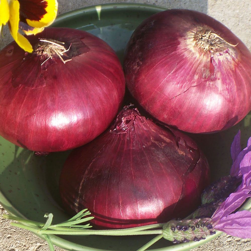 Rote Zwiebel 'De Brunswick' in der Gruppe Samen / Gemüse bei Impecta Fröhandel (9290)
