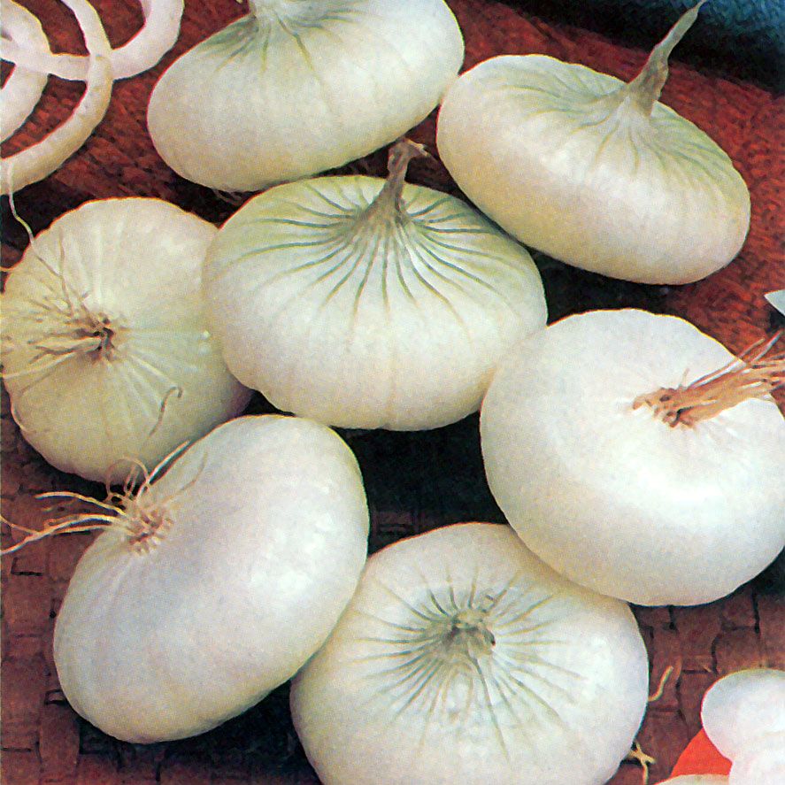Zwiebel 'Bianca di Maggio' in der Gruppe Samen / Gemüse bei Impecta Fröhandel (9291)