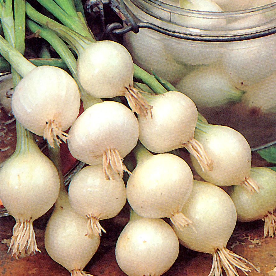 Silberzwiebel 'De Barletta' in der Gruppe Samen / Gemüse bei Impecta Fröhandel (9300)