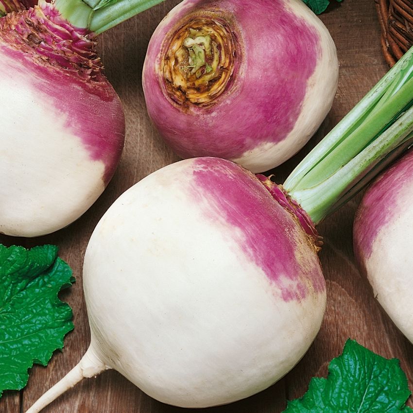 Mairübe 'Purple Top White Globe' in der Gruppe Samen / Gemüse bei Impecta Fröhandel (9331)