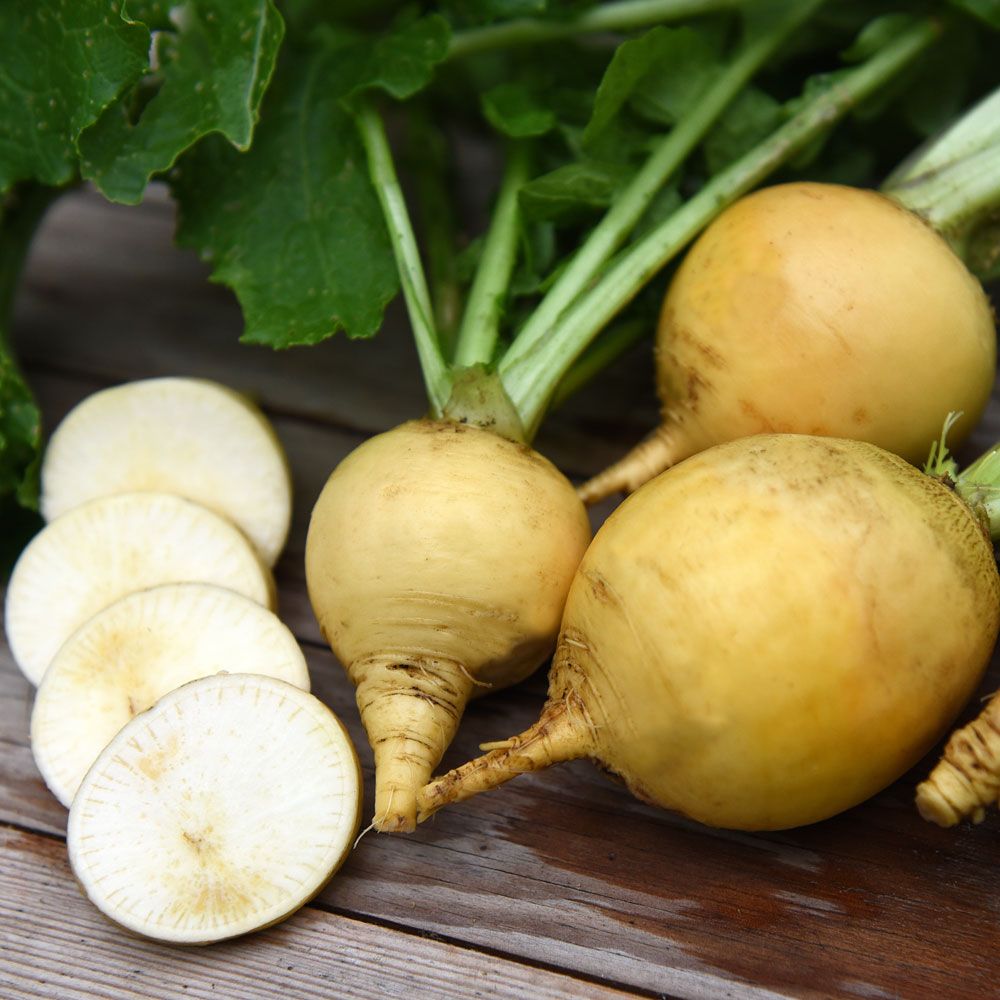 Mairübe 'Golden Ball' in der Gruppe Samen / Gemüse bei Impecta Fröhandel (93321)
