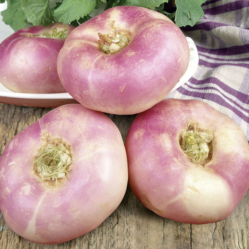 Mairübe 'Purple Top Milan' in der Gruppe Samen / Gemüse bei Impecta Fröhandel (9334)