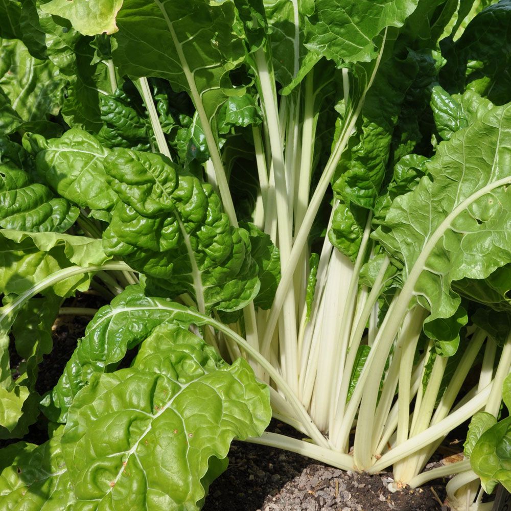 Mangold 'Fordhook Giant' in der Gruppe Samen / Gemüse bei Impecta Fröhandel (9350)