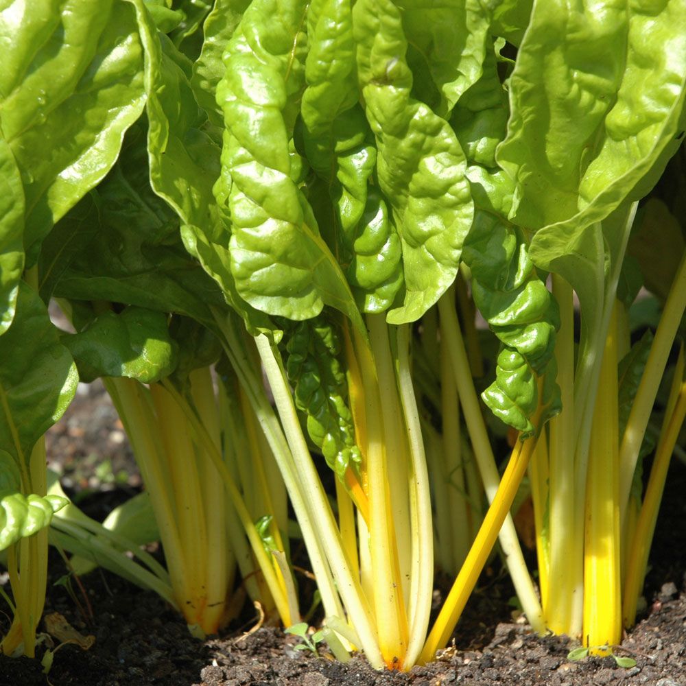 Mangold 'Bright Yellow' in der Gruppe Samen / Gemüse bei Impecta Fröhandel (9353)