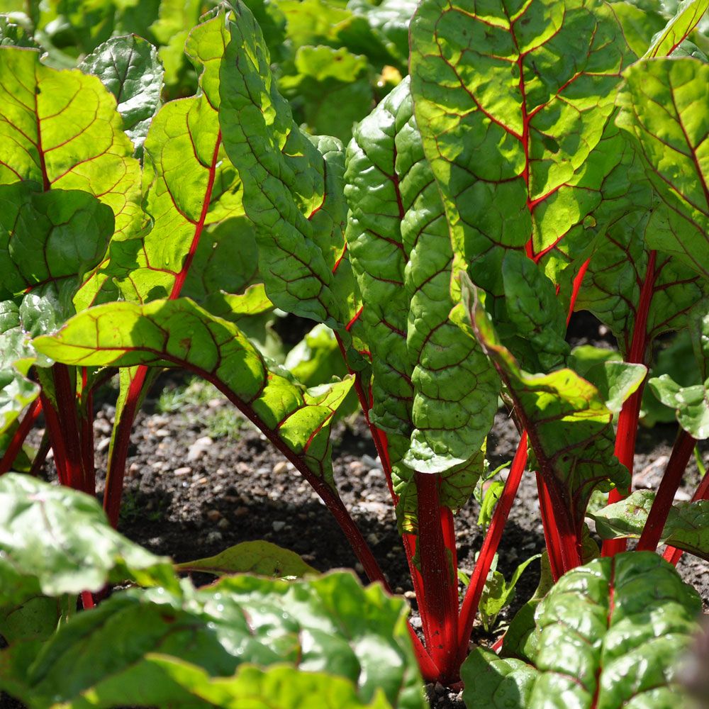 Mangold 'Rhubarb Chard' in der Gruppe Samen / Gemüse bei Impecta Fröhandel (9355)