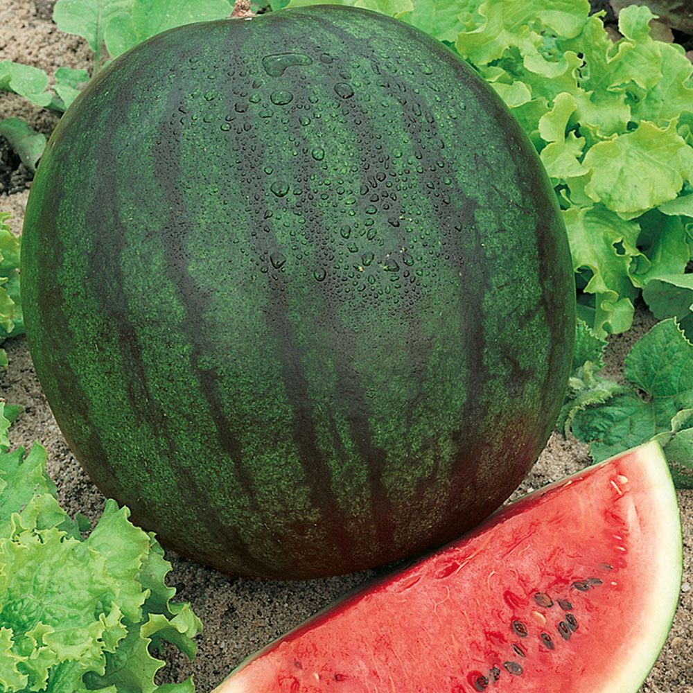 Wassermelone 'Sugar Baby' in der Gruppe Samen / Gemüse bei Impecta Fröhandel (9361)