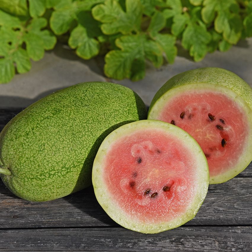 Wassermelone 'Charleston Gray' in der Gruppe Samen / Gemüse bei Impecta Fröhandel (93611)