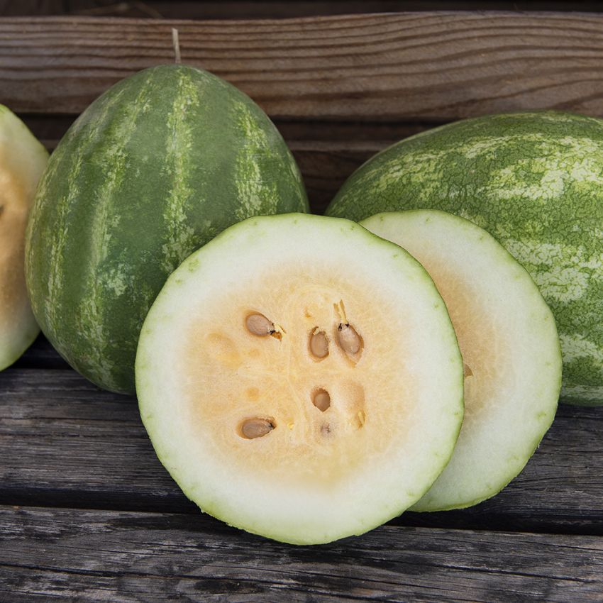 Wassermelone 'Orangeglo' in der Gruppe Samen / Gemüse bei Impecta Fröhandel (93612)