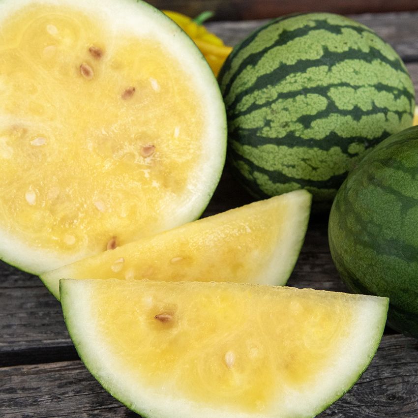 Wassermelone 'Janosik' in der Gruppe Samen / Gemüse bei Impecta Fröhandel (93613)