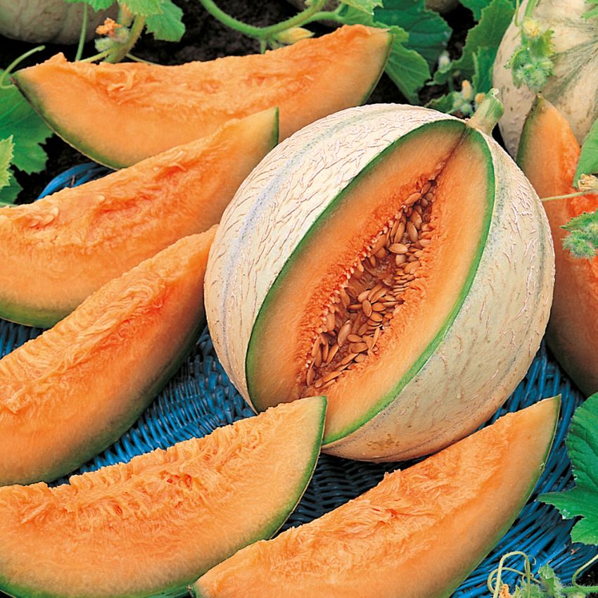 Melone 'Charentais' in der Gruppe Samen / Gemüse bei Impecta Fröhandel (9365)